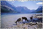 Kananaskis, Alberta, Canada -  Wildlife